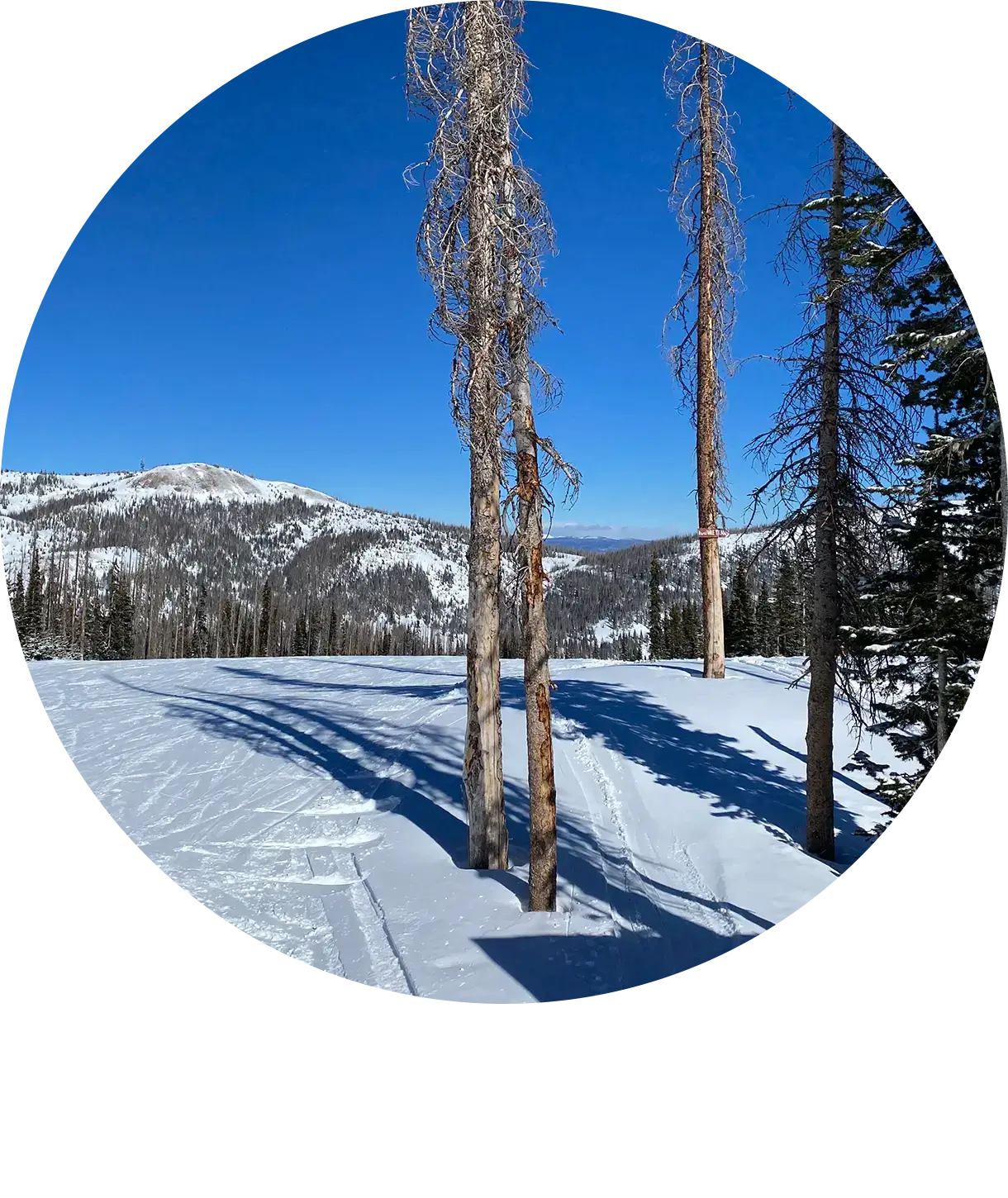A snowy mountain landscape with trees under a clear blue sky.